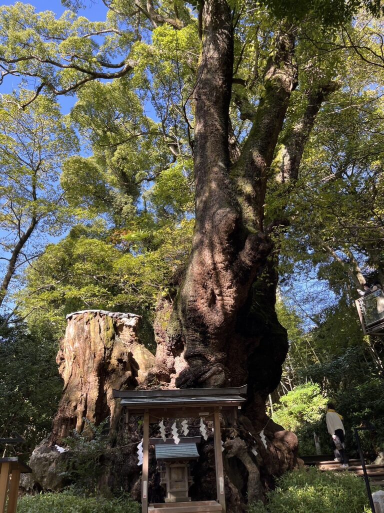 来宮神社の大楠